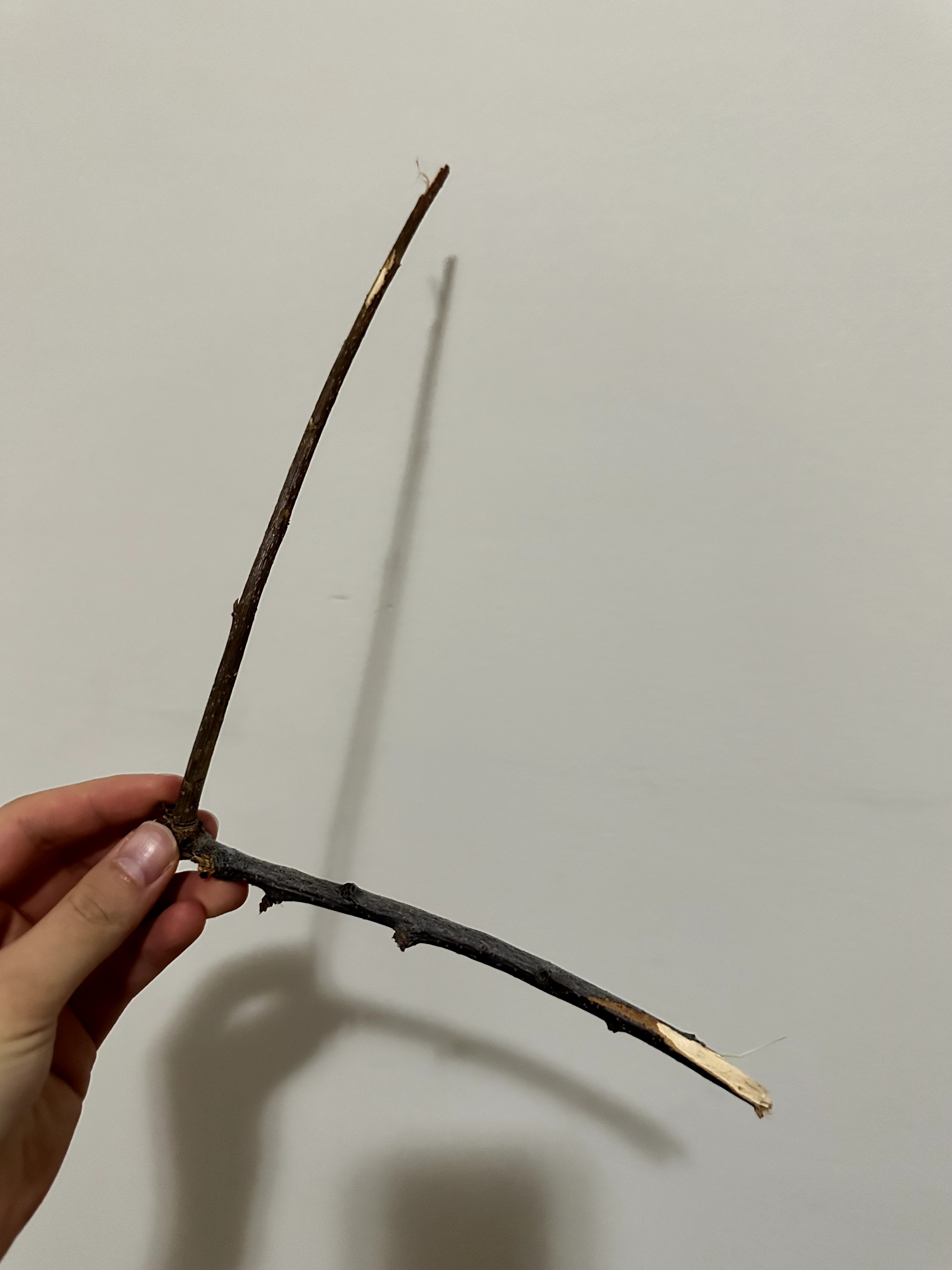 Orange Peach Tree Card - Image 2